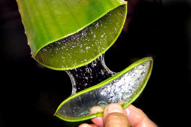 Doorgesneden Aloe vera blad.