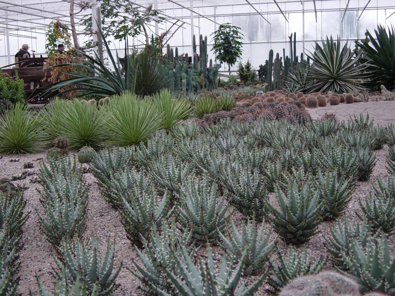 Belevingspark Cactus oase
