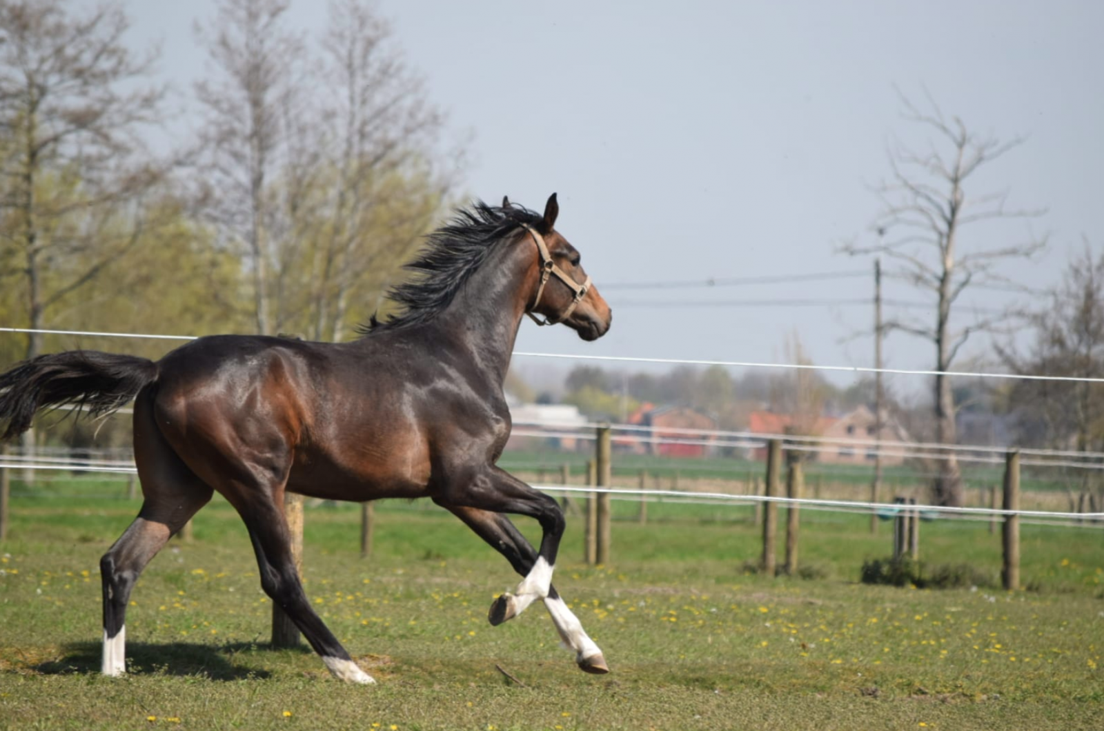 Dressuurstal Coninckshof