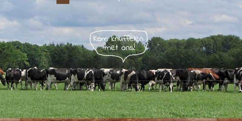 Nieuwe website KP Koeknuffelen uit Ravels (BE) online