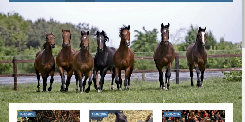 webdesign voor de paardenbranche